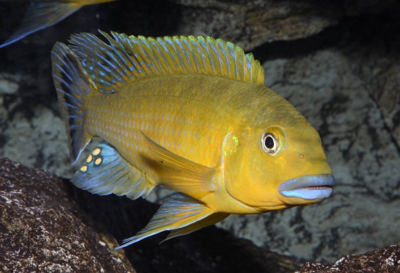 Pseudotropheus sp. 'williamsi north' Makonde